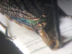 Chrysobothris femorata