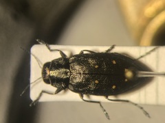 Phaenops fulvoguttata