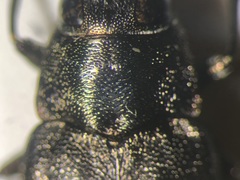 Phaenops fulvoguttata