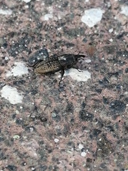 Sphenophorus cicatristriatus