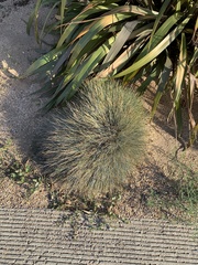 Festuca glauca