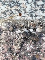Sphenophorus cicatristriatus
