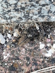Sphenophorus cicatristriatus