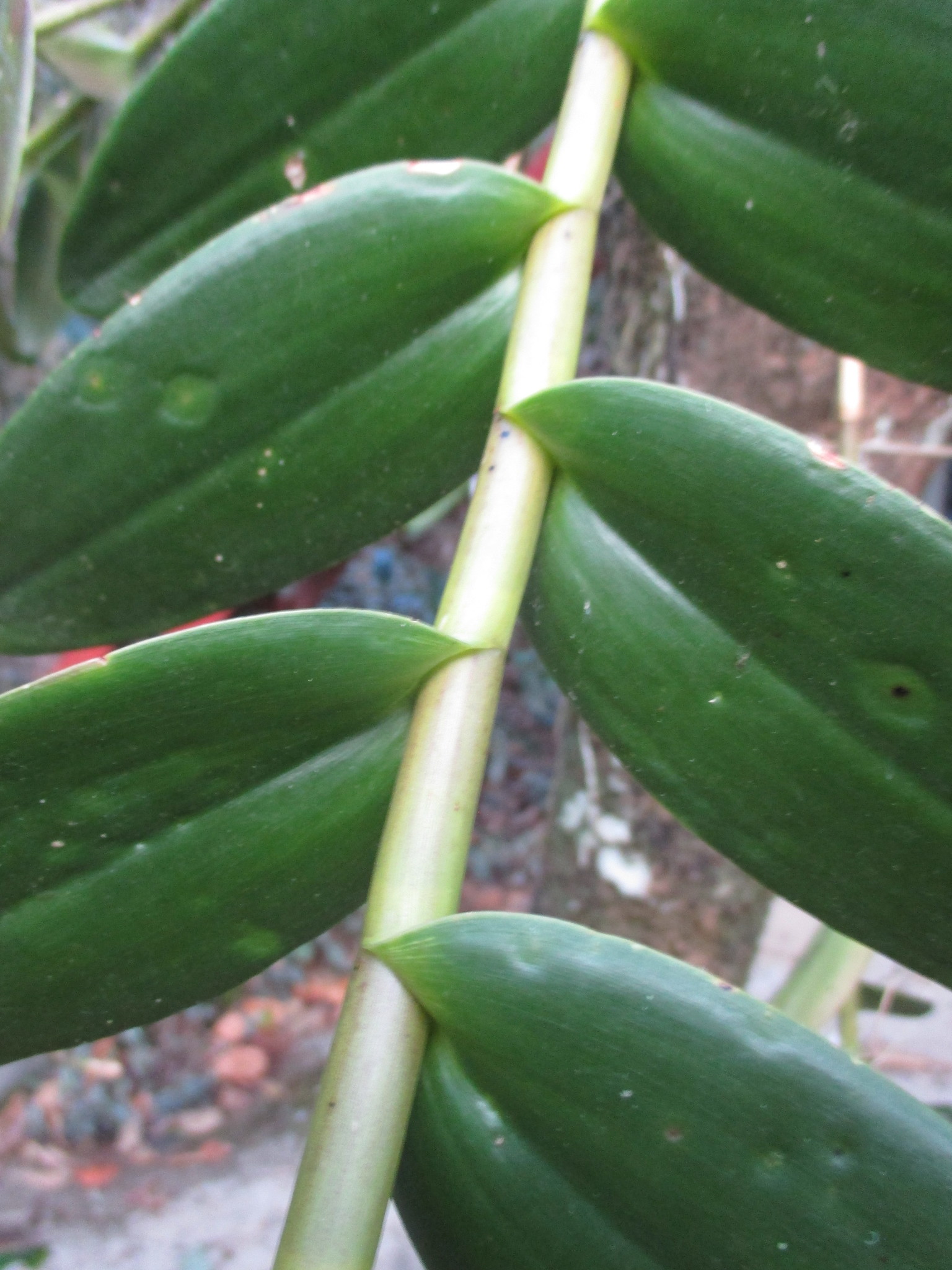 Epidendrum secundum image