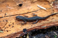 Notophthalmus meridionalis