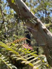 Grevillea caleyi