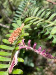 Grevillea caleyi