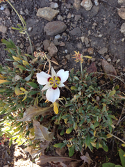 Calochortus bruneaunis