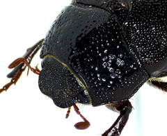 Phyllophaga fraterna