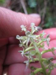 Cranichis antioquiensis
