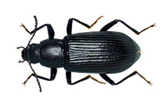 Xylopinus saperdoides