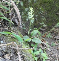 Cranichis antioquiensis