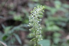 Cranichis antioquiensis
