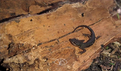 Notophthalmus meridionalis