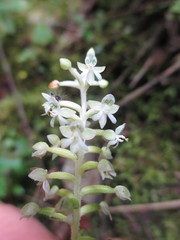Cranichis antioquiensis