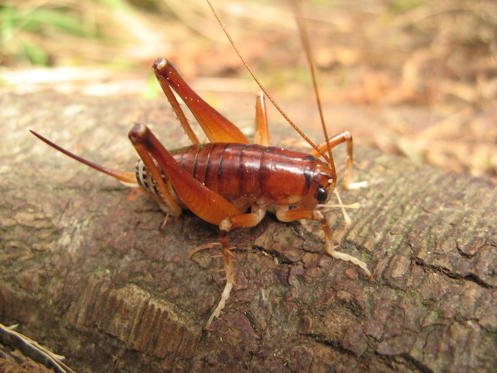 Ground Wētā