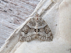 Thera contractata