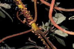 Arbutus bicolor
