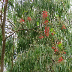 Barringtonia acutangula