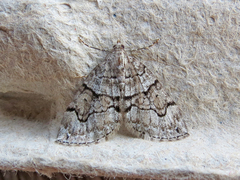 Thera contractata