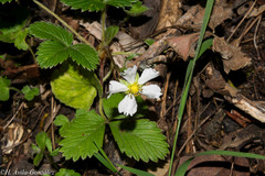 Fragaria vesca bracteata