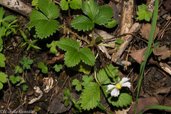 Fragaria vesca bracteata
