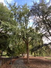 Ginkgo biloba