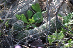 Escobaria chihuahuensis
