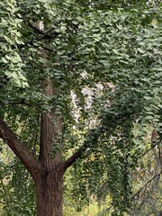 Ginkgo biloba