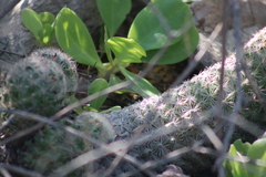 Escobaria chihuahuensis