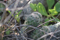 Escobaria chihuahuensis