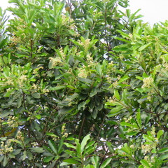 Buchanania arborescens