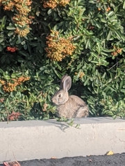 Sylvilagus audubonii