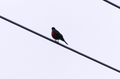 Turdus migratorius