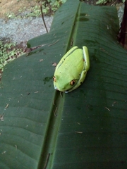 Agalychnis annae