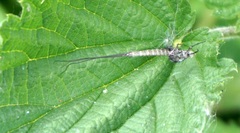 Ephemeroptera