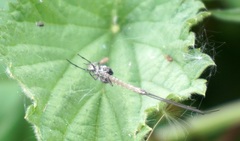 Ephemeroptera