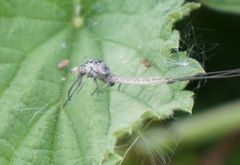 Ephemeroptera