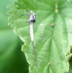 Ephemeroptera
