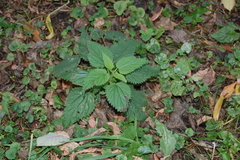 Urtica dioica