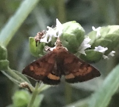 Pyrausta californicalis