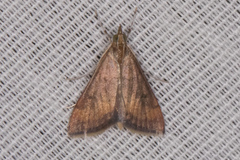 Pyrausta rubricalis