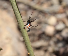 Aetole unipunctella