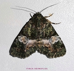 Eudyops fuscoviridis