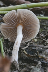 Psathyrella ephemera