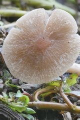 Psathyrella ephemera