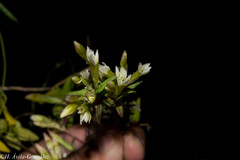 Gentianella canosoi