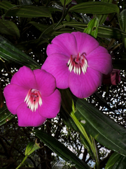 Meriania speciosa