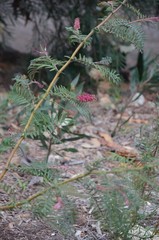 Grevillea caleyi