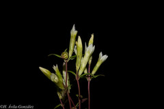 Gentianella canosoi